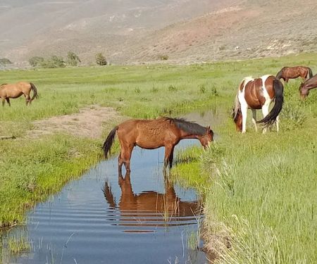 Washoe Lake State Park Campground