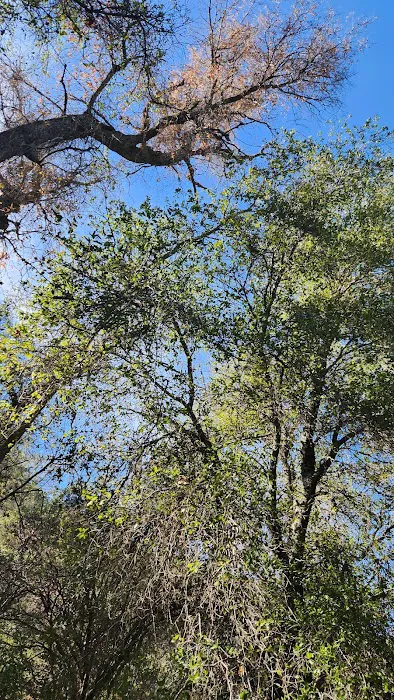 Aliso Park Campground Picture 9