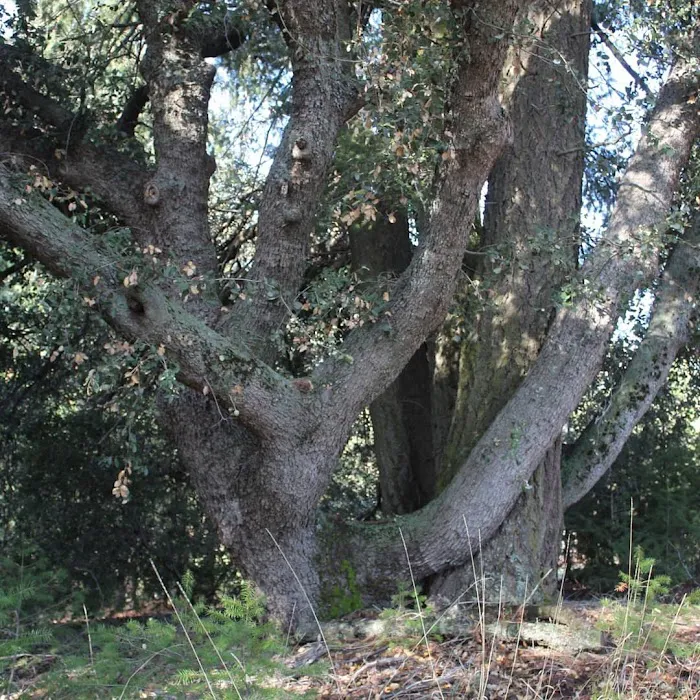 Figueroa Campground Picture 6