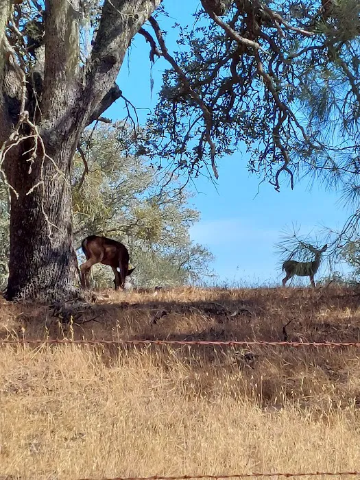 Figueroa Campground Picture 4