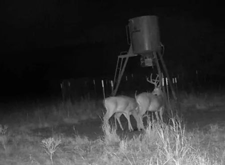 Scaria Ranch