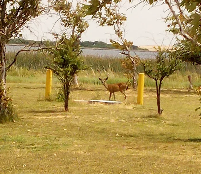 San Luis Creek RV Campsite Picture 4