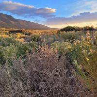 Piñon Flats Campground ico