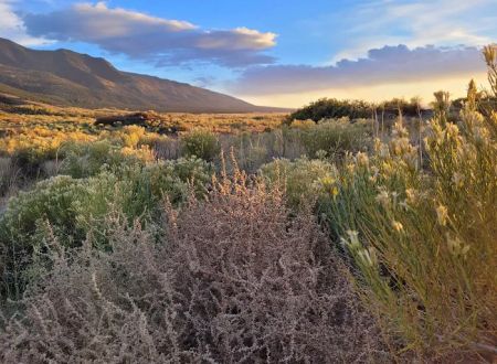 Piñon Flats Campground