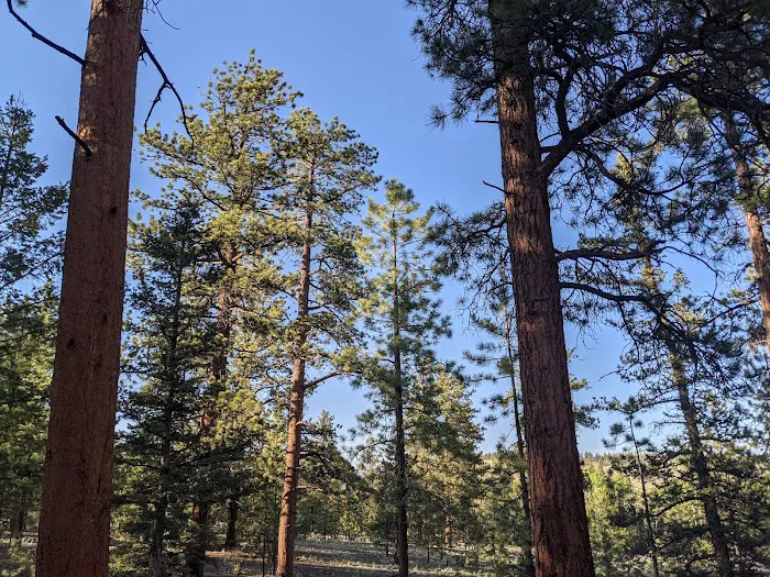 Buffalo Pass Campground Picture 3