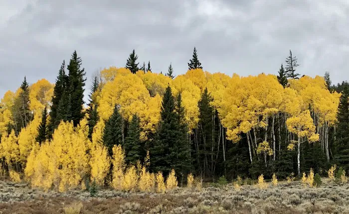 Buffalo Pass Campground Picture 9