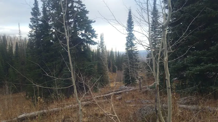 Freeman Reservoir Campground Picture 8