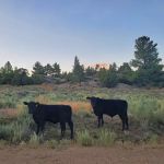 Corral Creek Campground