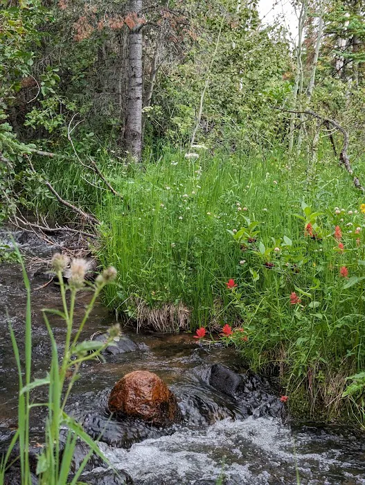 Ryan Park Campground Picture 4