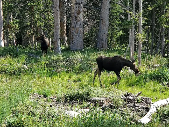 Nash Fork Campground Picture 5