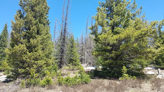 Nash Fork Campground Picture 7