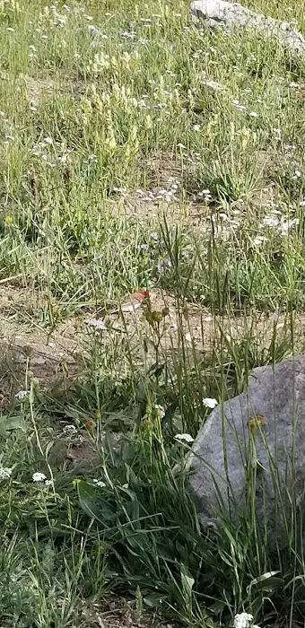 Brooklyn Lake Campground Picture 6