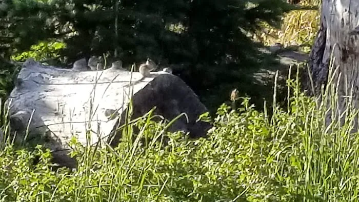 Brooklyn Lake Campground Picture 9