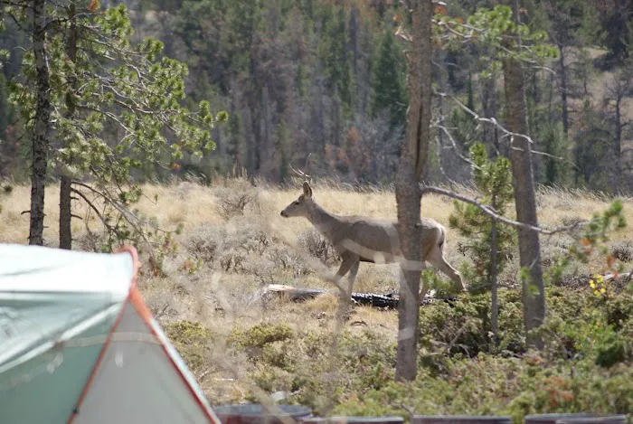 Yellow Pine Campground Picture 5