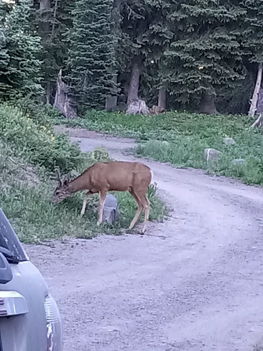 Crag Crest Campground - Grand Valley RD Picture 3