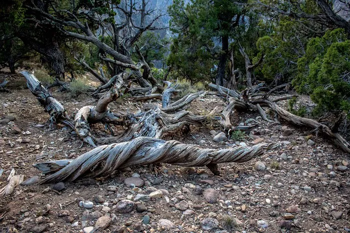 North Rim Campground Picture 10
