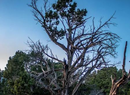 North Rim Campground