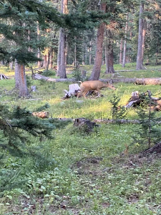 Cobbett Campground Picture 6