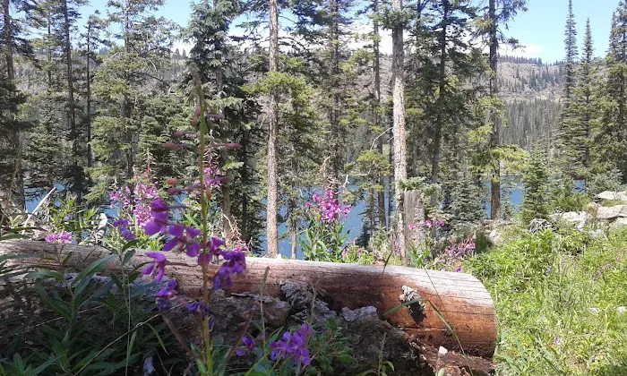 Little Bear Campground Picture 10