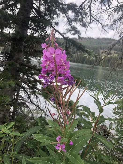 Little Bear Campground Picture 4