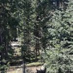 Island Lake Campground