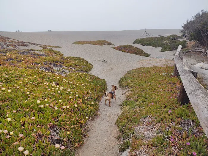 Wright's Beach Campground Picture 5