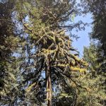 Fish Creek Campground
