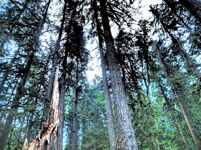 Roaring River Campground Picture 10