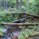 Goat Creek Campground