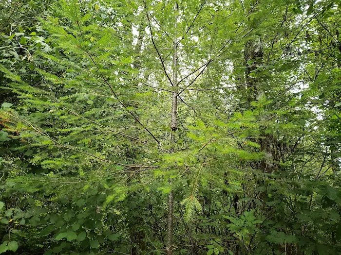Keenig Creek Campground Picture 10