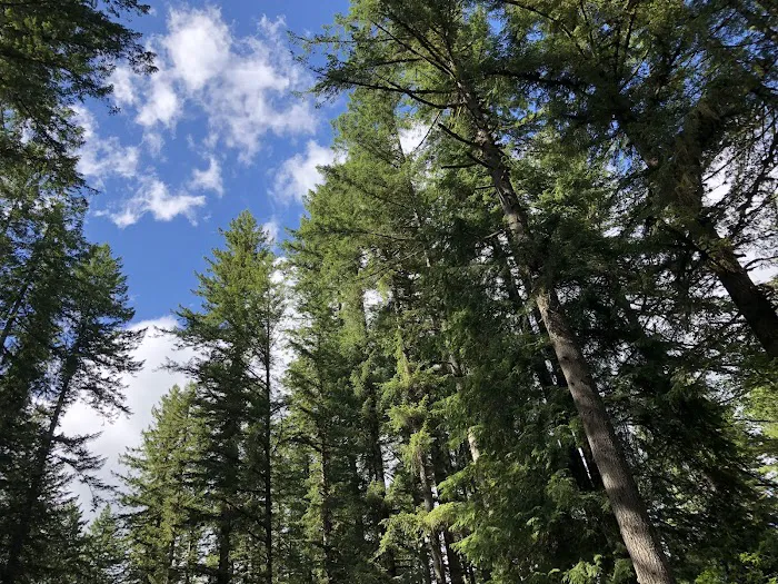 Trask River County Campground Picture 1