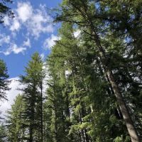 Trask River County Campground ico