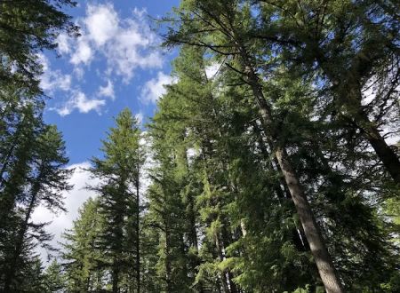 Trask River County Campground