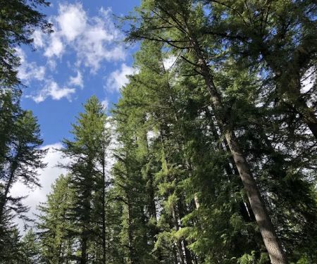 Trask River County Campground