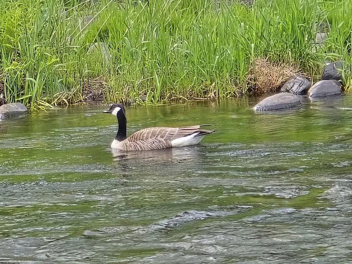 Trask River RV Park Picture 1