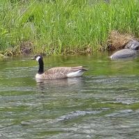 Trask River RV Park ico