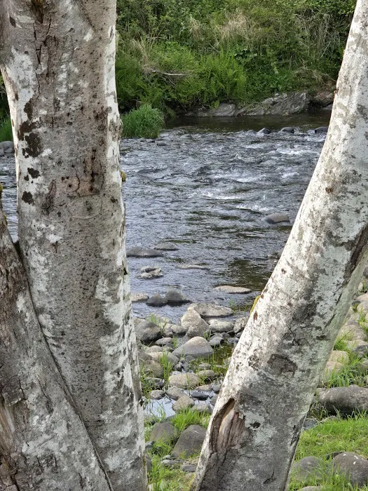 Trask River RV Park Picture 6