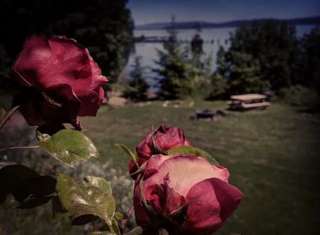 Rose Creek Retreat