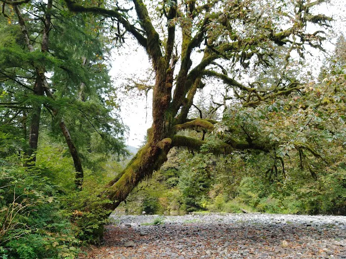 Kilchis River County Campground Picture 6