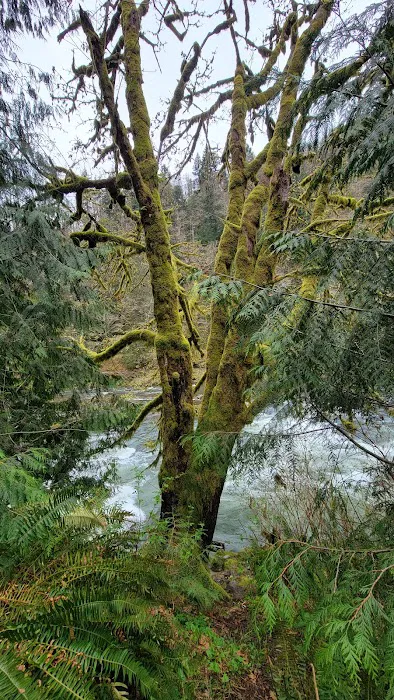 Nehalem Falls Campground Picture 3