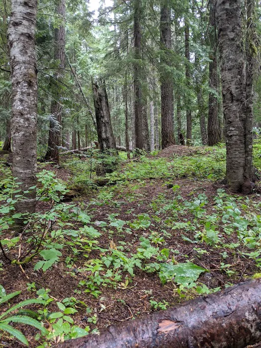 Still Creek Campground Picture 7