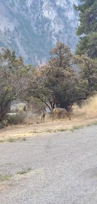 Palmer Lake Campground Picture 6