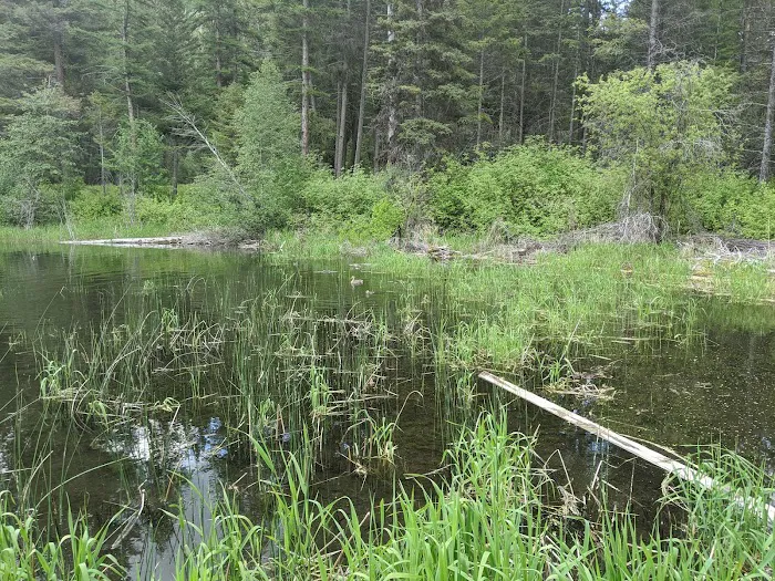 Bonaparte Lake Campground Picture 9