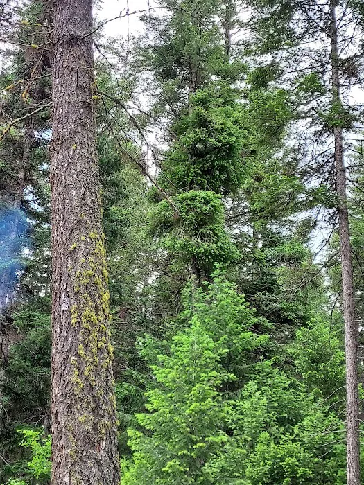 Bonaparte Lake Campground Picture 7