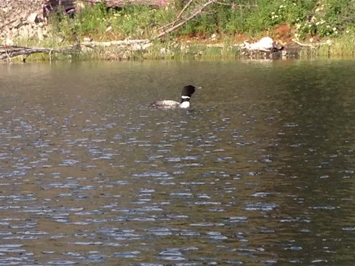 Long Lake Campground Picture 5