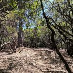 Slaughterhouse Island Campground