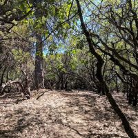 Slaughterhouse Island Campground ico