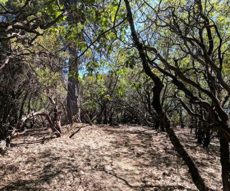 Slaughterhouse Island Campground