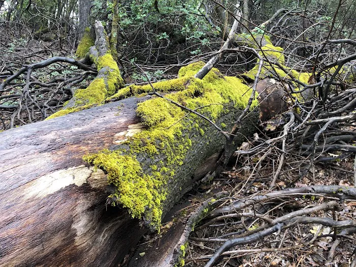 Slaughterhouse Island Campground Picture 4