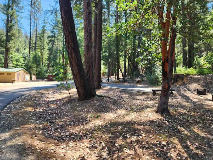 Douglas City Campground Picture 4